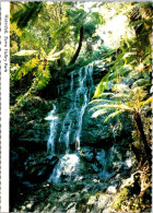 2-4-2024 (4 Y 44) Australia - VIC  Tarra Valley National Park (waterfall) - Other & Unclassified