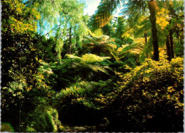 2-4-2024 (4 Y 44) Australia - VIC  Bulga National Park (fern & Trees) - Otros & Sin Clasificación