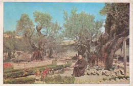 73968746 Jerusalem__Yerushalayim_Israel The Garden Of Gethsemane - Israel