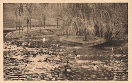 76-CLERES PARC ZOOLOGIQUE CANARDS-N°T5288-D/0277 - Clères