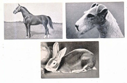 3 Photographies D' Animaux  Distribuée Par Le Chocolat CEMOI De Grenoble Images N° 12-54-83 De L'album N° 8 "Les Bêtes* - Schokolade