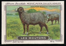 Nestlé - 43 - Les Moutons, Sheep - 2 - Mouton-Bizets (France) - Nestlé