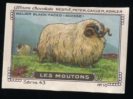 Nestlé - 43 - Les Moutons, Sheep - 10 - Belier Black-faced (Ecosse) - Nestlé