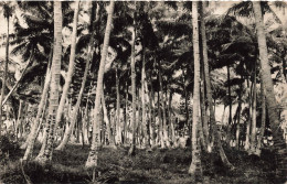 FRANCE- Nouméa (Nouvelle Calédonie) - Cocoteraie Sur La Côte Est - Vue Générale - Des Cocotiers - Carte Postale Ancienne - Nouvelle Calédonie