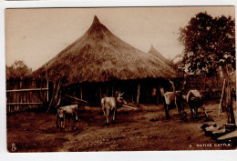 TUCK'S POST CARD 5 Native Cattle - Tuck, Raphael