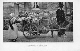 Maraichers Flamands  -  Attelage Chien - Street Merchants