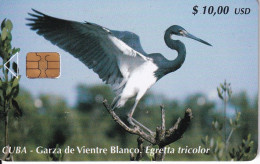 185 TARJETA DE CUBA DE UNA GARZA DE VIENTRE BLANCO (BIRD-PAJARO) - Kuba