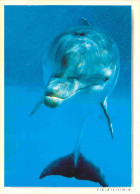 Animaux - Dauphin - Dolphin - CPM - Voir Scans Recto-Verso - Delfines