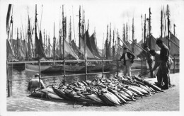 Concarneau * Les Thons à Quai * Pêche Pêcheurs Poissons - Concarneau