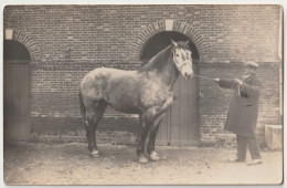 Carte Photo 27 LE NEUBOURG  Présentation D'un Cheval  1935               Ib5 - Le Neubourg