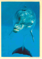 Animaux - Dauphin - Dolphin - CPM - Voir Scans Recto-Verso - Delphine