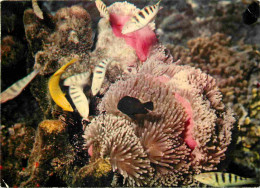 Animaux - Poissons - Poissons Des Tropiques - Jardin De Corail - Coral Garden - CPM - Voir Scans Recto-Verso - Poissons Et Crustacés