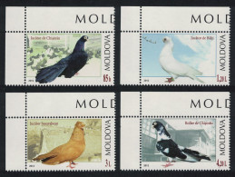 Moldova Breeds Of Pigeon Birds 4v Corners 2012 MNH SG#782-785 MI#799-802 - Moldova