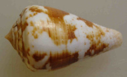 Conus Testudinarius  Martinique (Le Prêcheur) 39,5mm M9 - Seashells & Snail-shells