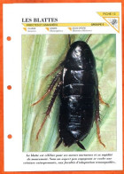 BLATTES  Insecte Illustrée Documentée   Animaux Insectes Fiche Dépliante - Animaux
