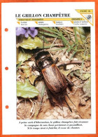 GRILLON CHAMPETRE   Insecte Illustrée Documentée   Animaux Insectes Fiche Dépliante - Animaux