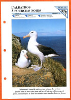 ALBATROS A SOURCILS NOIRS   Oiseau Illustrée Documentée  Animaux Oiseaux Fiche Dépliante - Animaux