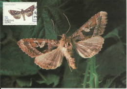 Carte Maximum - Portugal Açores - Borboleta Traça - Papillon Moth - Phlogophora Interrupta - Cartes-maximum (CM)