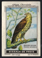 Nestlé - 56 - Oiseaux De Proie, Birds Of Prey - 7 - Bondree Apivore, Honey Buzzard, Wespendief - Nestlé