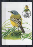 Année 1997 : Carte Maximum 2725 - Oiseaux - Bergeronnette Printanière - Buzin - Obli. Soignies - 1991-2000