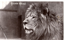 DA26.   Vintage Postcard. Lion's Head. - Löwen