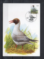 Année 2004 : Carte Maximum 3268 - Oiseaux - Mouette Rieuse - Buzin - Obli. Gent - 2001-2010