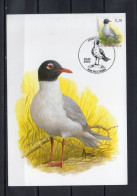 Année 2005 : Carte Maximum 3380 - Oiseaux - Mouette Melanocephale - Buzin - Obli. Wetteren - 2001-2010