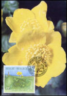 2572 - MK - Caltha Palustris - Dotterbloem #3 - 1991-2000