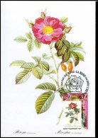 2708 - MK - Cels Roselaar - Rosa Damascena Coccinea #1 - 1991-2000