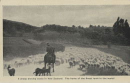136382 - Neuseeland - Neuseeland - Sheep Droving Scene - New Zealand