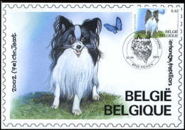 3068 - MK - Belgische Rashonden - Vlinderhondje - 2001-2010