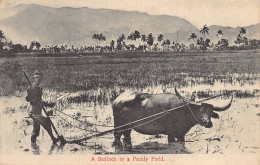 Malaysia - A Bullock In A Paddy Field - Publ. G. R. Lambert & Co.  - Malaysia