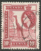 898 Uganda Girafe Giraffe Girafa (UGA-78b) - Ouganda (1962-...)