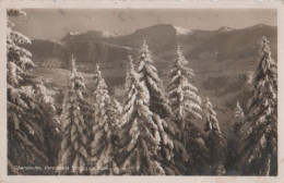 18729 - Oberstaufen - Verschneite Tannen - 1937 - Oberstaufen