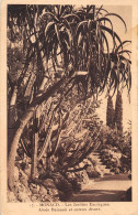 MONACO  Les Jardins Exotiques Aloes Dainesii Et Cereus Divers  N° 138 \MK3006 - Exotic Garden