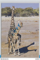 Let's Talk About Sex - The Animal Edition 03 - Mating Southern Savannah Giraffes At Chudop Waterhole - Namibia - Etosha - Jirafas