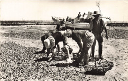 Ile D'oléron * La Pêche à Pied Et Le Triage Des Huîtres * Ostréiculture - Ile D'Oléron