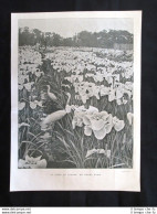 Giappone In Fiore + Il Varo Del Motoscafo Della Signora Du Gast Stampa Del 1905 - Autres & Non Classés