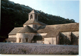 Abbaye De Senanque  UU1522 - Gordes