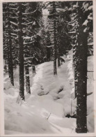 77663 - St. Andreasberg - Stiller Winterwald - Ca. 1965 - Braunlage