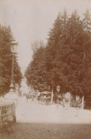 Photo 1902 VITTEL - Une Vue Du Parc, Un Attelage (A254) - Vittel