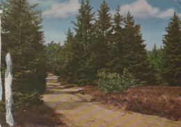 28405 - Lüneburger Heide - Einsamer Waldweg - 1968 - Lüneburger Heide