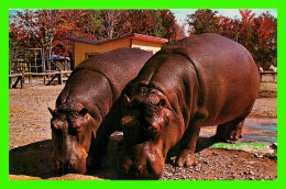 LES HIPPPOTAMES À L'HEURE DU REPAS - PARC ZOOLOGIQUE GRANBY, QUÉBEC - ÉCRITE EN 1970 - UNIC - - Flusspferde