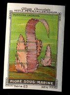 Nestlé - 63 - Flore Sous Marine, Sea Plants - 4 - Porphyra Lanciniata, Seaweed, Algues Rouges - Nestlé