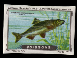 Nestlé - 65 - Poissons, Fish - 5 - Chondrostoma Nasus, Common Nase - Nestlé