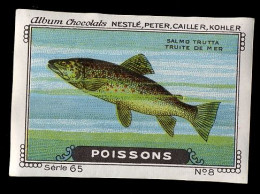 Nestlé - 65 - Poissons, Fish - 8 - Salmo Trutta, Brown Trout, Truite - Nestlé