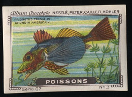 Nestlé - 67 - Poissons, Fish - 3 - Grondin Americain, Prionotus Tribulus - Nestlé