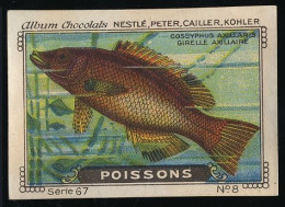 Nestlé - 67 - Poissons, Fish - 8 - Girelle - Nestlé