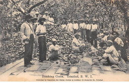 ANTILLES - SAN63789 - Breaking Cocoa - Trinidad - BWI - Agriculture - Cacao - Trinidad