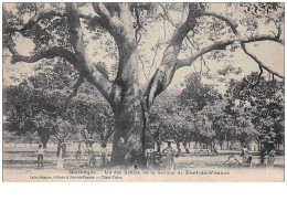 Dom . N°46133 .martinique . Fort De France . Un Des Arbres De La Savane - Fort De France